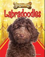 Labradoodles