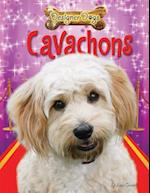 Cavachons