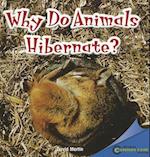 Why Do Animals Hibernate?