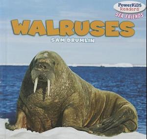 Walruses