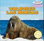 Walruses / Las Morsas