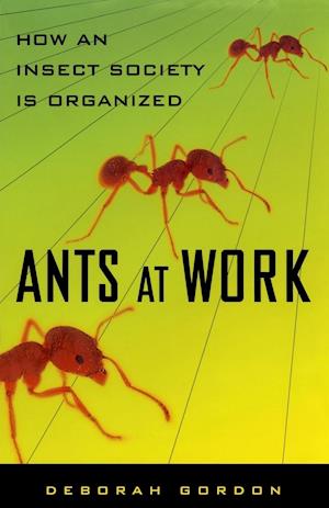 Ants at Work