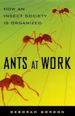 Ants at Work