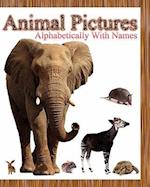 Animal Pictures Alphabetically with Names