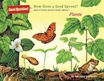 How Does a Seed Sprout?