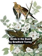 Birds in the Bush