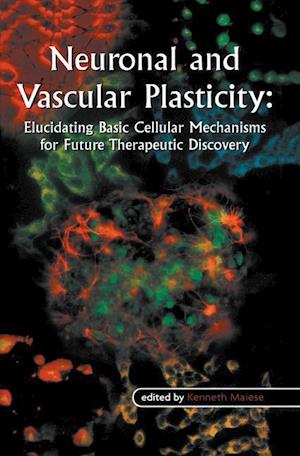 Neuronal and Vascular Plasticity