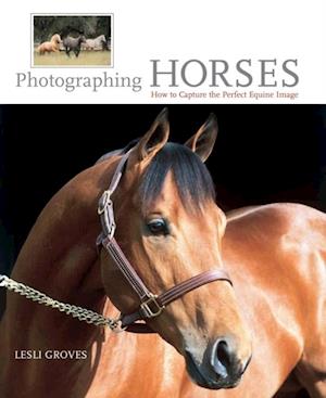 Photographing Horses