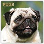 Pugs - Möpse 2019 - 18-Monatskalender mit freier DogDays-App