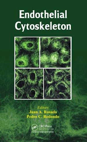 Endothelial Cytoskeleton