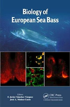 Biology of European Sea Bass