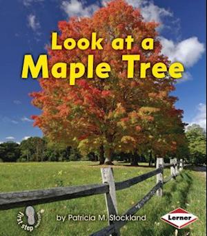 Look at a Maple Tree