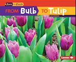 From Bulb to Tulip