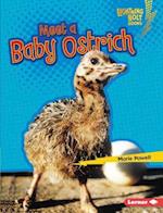 Meet a Baby Ostrich