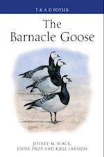 Barnacle Goose