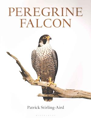 Peregrine Falcon