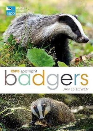 RSPB Spotlight: Badgers