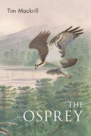 The Osprey