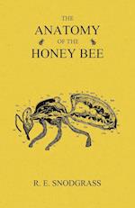 The Anatomy of the Honey Bee