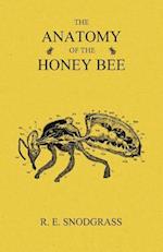 Anatomy of the Honey Bee