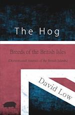 Hog - Breeds of the British Isles (Domesticated Animals of the British Islands)