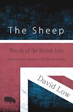 Sheep - Breeds of the British Isles (Domesticated Animals of the British Islands)