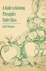 Guide to Growing Pineapples under Glass