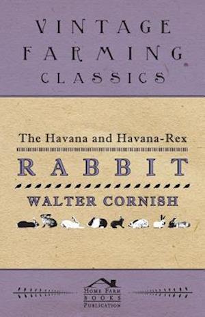 Havana and Havana-Rex Rabbit