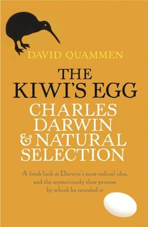 Kiwi's Egg