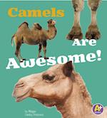 Camels Are Awesome!