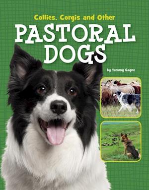 Collies, Corgis and Other Pastoral Dogs