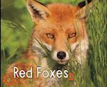 Red Foxes