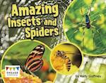 Amazing Insects and Spiders