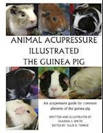 Animal Acupressure Illustration the Guinea Pig