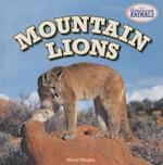 Mountain Lions