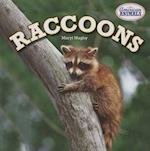 Raccoons