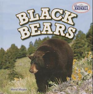 Black Bears