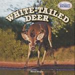 White-Tailed Deer