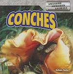 Conches
