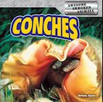 Conches