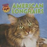 American Longhairs