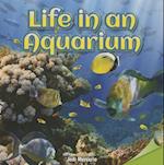 Life in an Aquarium