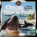 Orcas and Other Animals That Hunt in Packs