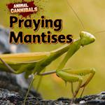 Praying Mantises