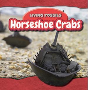 Horseshoe Crabs