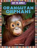 Orangutan Orphans
