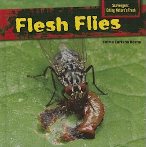 Flesh Flies