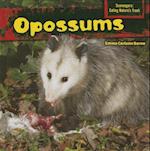 Opossums