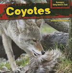 Coyotes