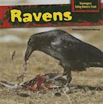 Ravens